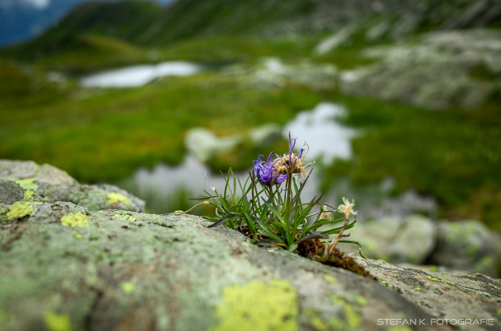 Halb verblühte Teufelskralle